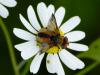 Ectophasia crassipennis